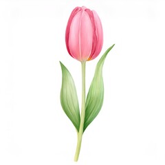 Delicate pink tulip with green leaves, a watercolor painting perfect for spring designs and nature inspired projects