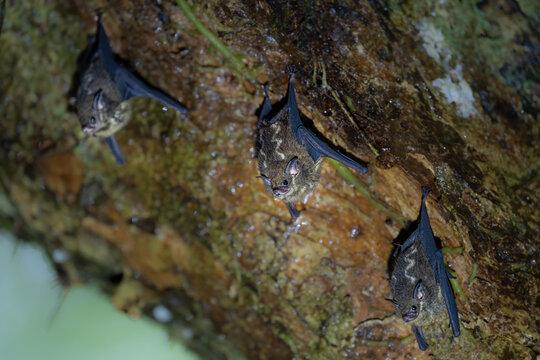 Saccopteryx bilineata, The greater sac-winged bat, is native to Central and South America