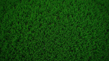 Fototapeta premium green grass background