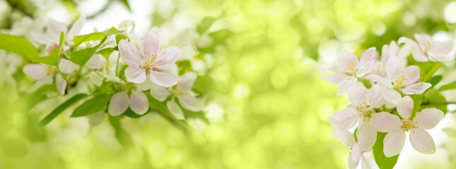 Close-up white Blooming apple tree blossoms. Fresh spring flowers. Perfect for spring themes and backgrounds, for web design and advertising