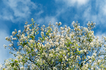 Delicate white flowers of Smooth Serviceberry. Spring blossom, natural beauty. Use for spring designs and ecological themes