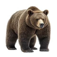 Fototapeta premium Realistic Brown Bear Illustration in Standing Pose - Wildlife Artwork