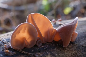 Forest mushrooms - edible mushroom Auricularia auricula-judae (Latin for 'Judas's Ear'), known as...