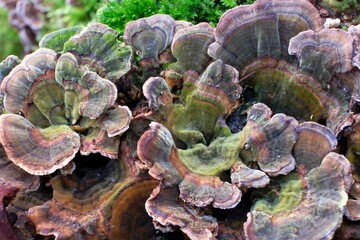 Trametes versicolor - hub, multi-colored mushrooms growing in a large group on a tree stump. It has medicinal properties. In some countries (e.g. China) considered edible