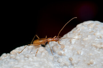 Duvalius ferreresi, a cave beetle from Mallorca
