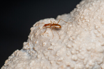 Duvalius ferreresi, a cave beetle from Mallorca
