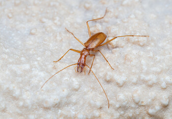 Duvalius ferreresi, a cave beetle from Mallorca
