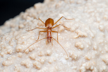 Duvalius ferreresi, a cave beetle from Mallorca
