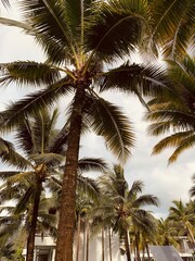 Fototapeta premium coconut tree
