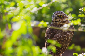 An owl in a forest in Arizona. 