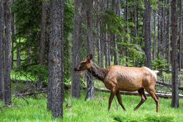 An elk walks through Canadian wilderness.