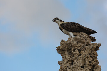 An osprey perched on a rock in California.