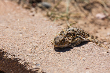 A spiking lizard laying on the desert ground.