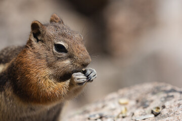 A squirrel chews on food in the mountains.