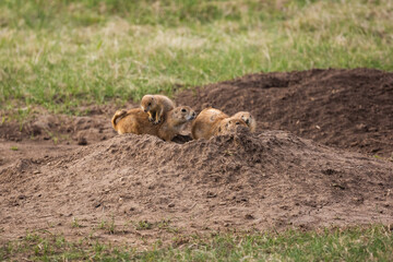 A family of prairie dogs in Wyoming.