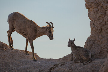 Mountain goats in the Badlands of South Dakota.