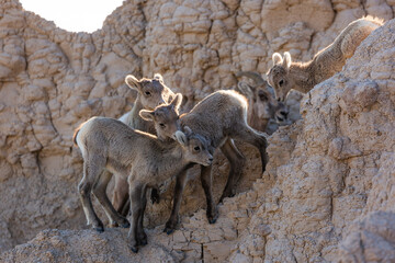 Mountain goats in the Badlands of South Dakota.