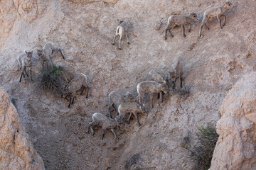 Mountain goats in the Badlands of South Dakota.