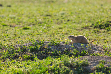 A prairie dog yells in afternoon light.