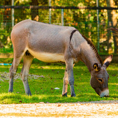 Equus asinus, donkey, on a sunny summer day