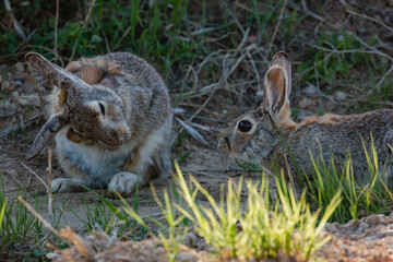 Rabbits in the shade of the afternoon.