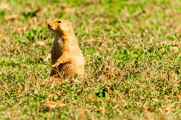 Cynomys ludovicianus, black-tailed prairie dog, on a sunny summer day