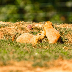 Cynomys ludovicianus, black-tailed prairie dog, on a sunny summer day