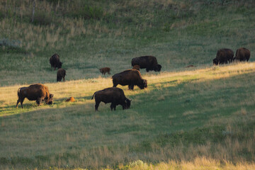 A herd of bison in afternoon light.