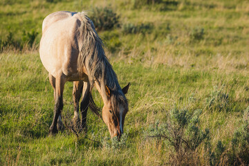 A wild horse in afternoon sunlight.