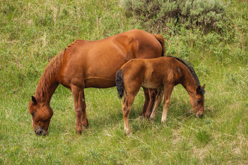 Fototapeta premium A mother and child horse in North Dakota.