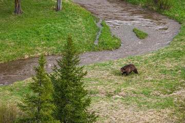 A bear walks through the Wyoming wilderness. 