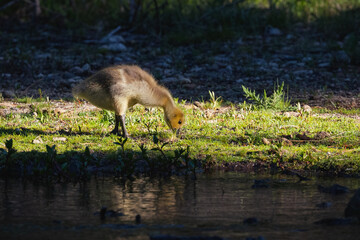 A duckling walks along in the woods.