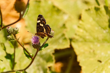 Obraz premium Araschnia levana, map butterfly, on a sunny summer day