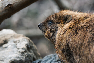 A wild hyrax in Israel. 