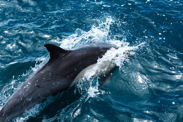 Obraz premium A dolphin swimming in the Pacific Ocean, off of California. 