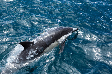 A dolphin leaps in the water.