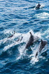 Naklejka premium Dolphins swimming in the Pacific Ocean, off of California. 