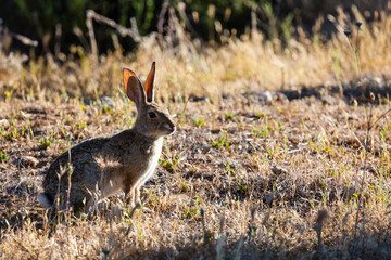 A jackrabbit in sunlight in the desert.