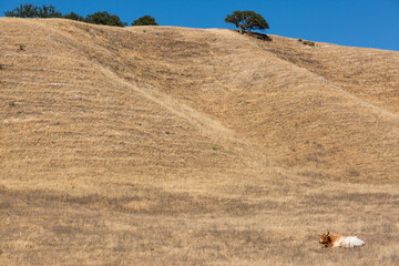 Obraz premium A cow lays in the hills in the west.