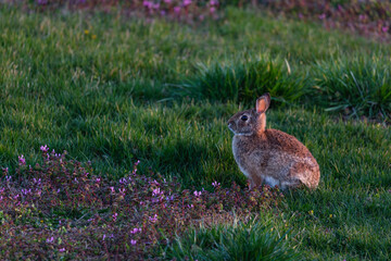 A rabbit in the afternoon light.