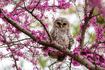 A young owl sits in a tree with pink buds.