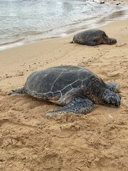 Sea Turtle on Poipu Beach, Kauai, Hawaii