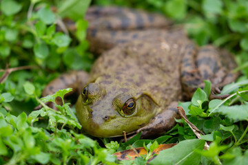 A large frog lays in the forest.