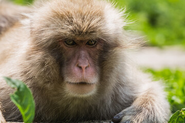 A Japanese Macaque, also known as Snow Monkeys, in Nagano, Japan.