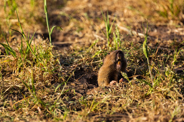A gopher poking out of a hole.