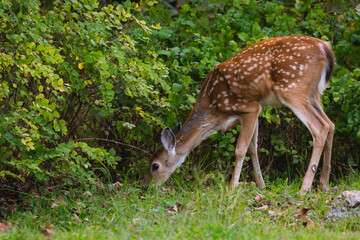 A deer grazes in a field. 