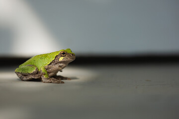 A green frog on a porch.