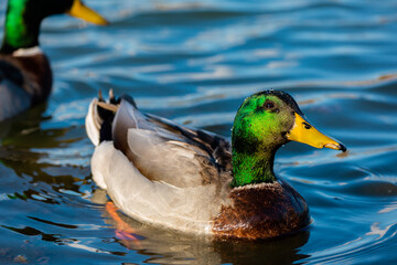 A mallard duck swims in a pond.
