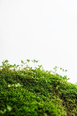 Obraz premium Closeup of vibrant green moss and sprouting plants