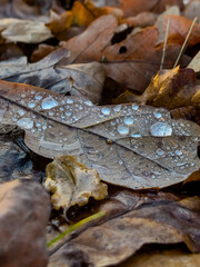 Raindrops on a dry leaf. Autumn atmosphere. Dry leaves on the asphalt.